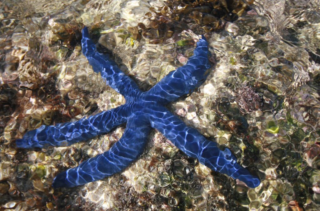 Animaux bali, une belle étoile de mer bleue