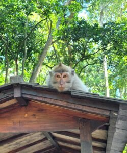 Animaux et insectes Bali