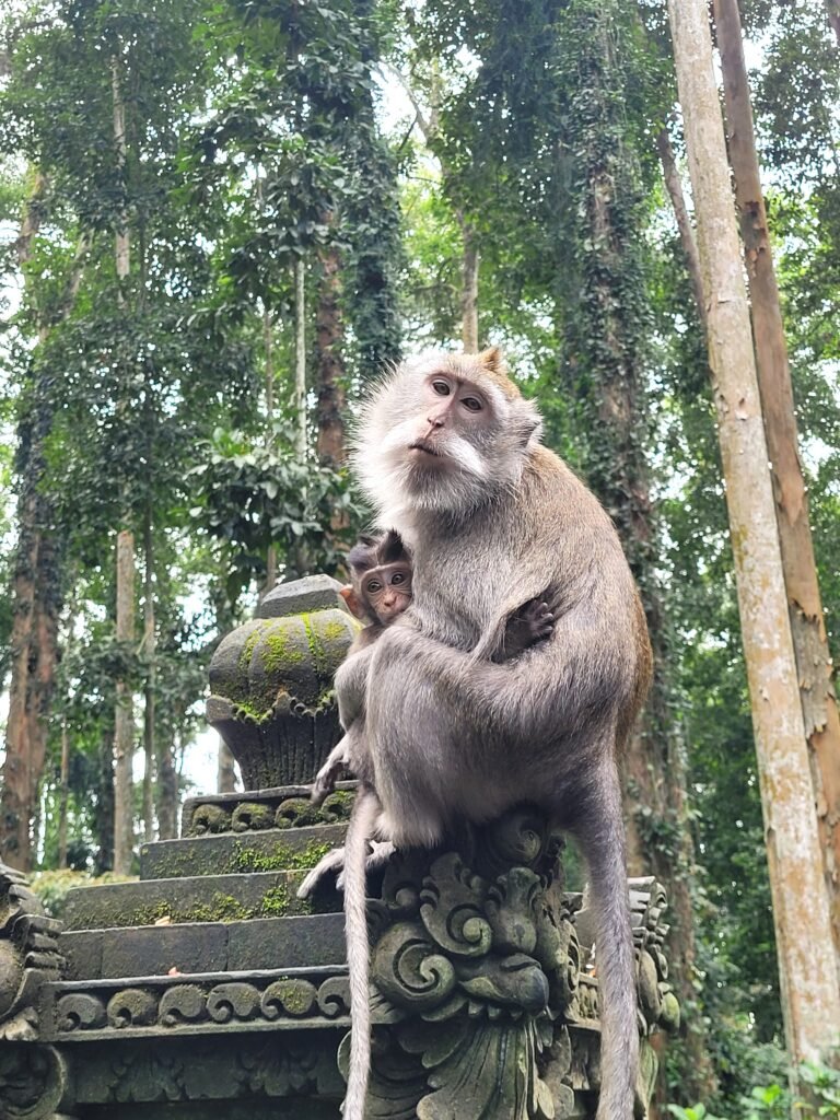 Animaux Bali, singes