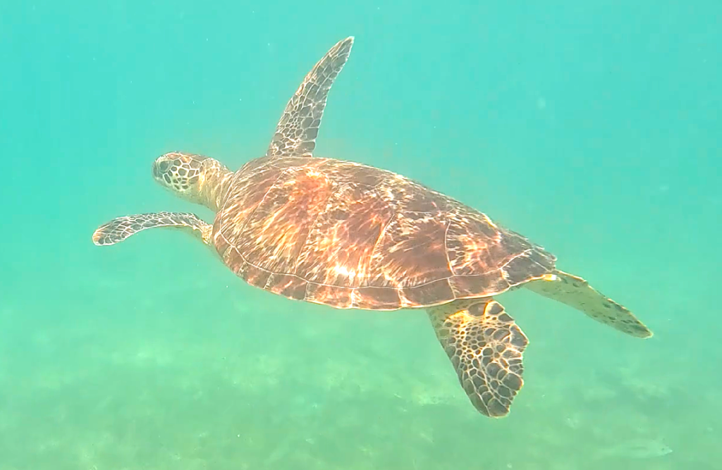 Animaux bali tortues en snorkeling