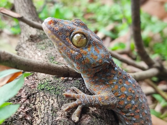 Animaux bali geckos ces petits lézards au cri rigolo