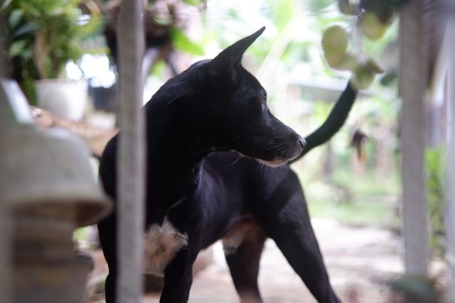 animaux bali chien errant