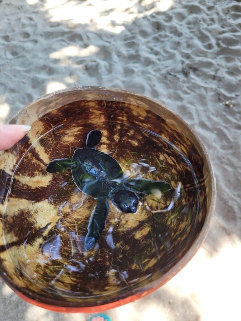 Bébé tortue relâchée dans la mer à Senggigi Lombok