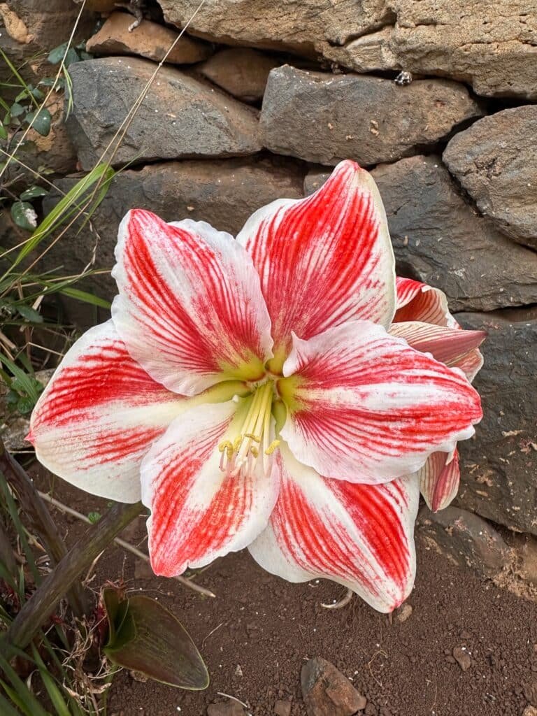 Grande fleur rouge et blanche photographiée à Madère au printemps