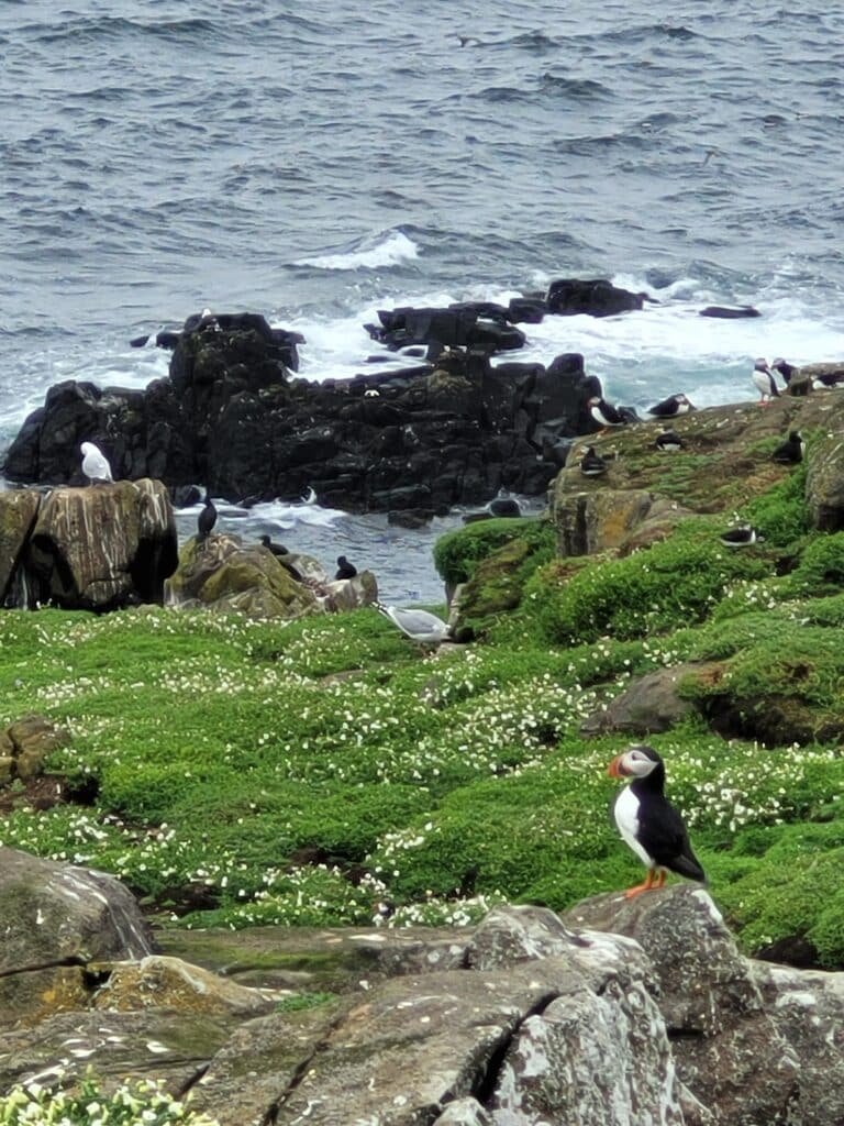 Macareux moine sur l’Isle of May pendant un voyage en Écosse