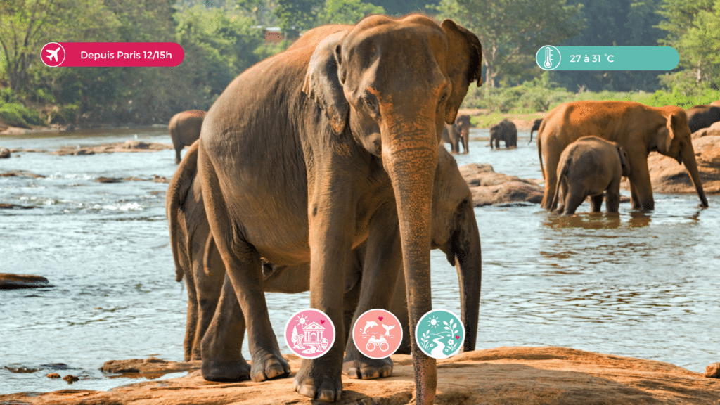 Sri lanka elephants