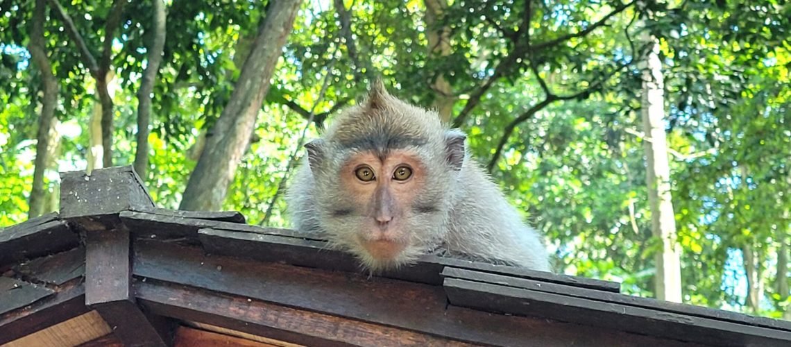 Animaux et insectes Bali